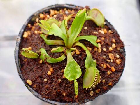Y362 5-1 Dionaea muscipula 鈴木系 original