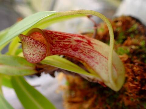 超特大　サカパネンシス 商品一覧 - Y's Exotics （山田食虫植物農園）