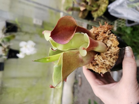 商品一覧 - Y's Exotics （山田食虫植物農園）