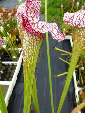 Sarracenia（サラセニア）の商品一覧 | Y's Exotics （山田食虫植物農園）