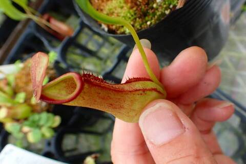 ゆうゆうネペンテス・ミランダ ゆうゆうネペンテス・ミランダ Nepenthes（ネペンテス