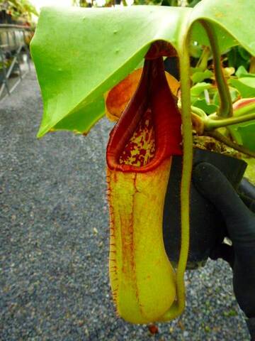 Nepenthes（ネペンテス/ウツボカズラ）の商品一覧 | Y's Exotics （山田食虫植物農園）