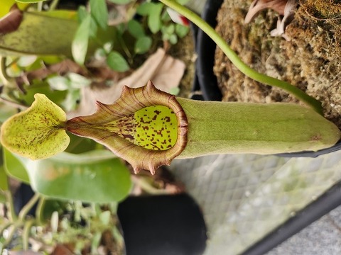R654 5-2 N. truncata(c)-giant x giant EP
