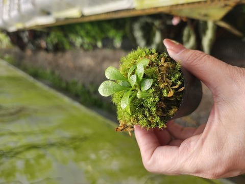 Cephalotus follicularis （フクロノユキノシタ）の商品一覧 | Y's