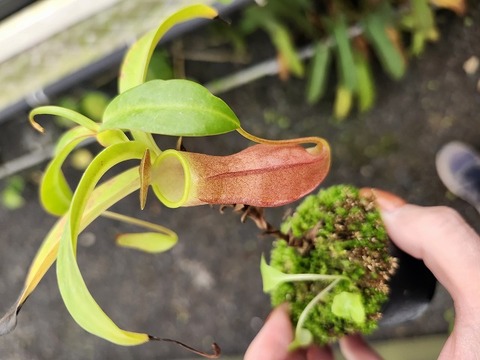 商品一覧 - Y's Exotics （山田食虫植物農園）