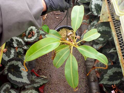 G101 1-4 N. stenophylla Maybe Hybrid Mammut