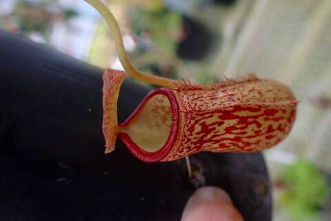 ハバネロ　FS ✖️ Portillae 商品一覧 | Y's Exotics （山田食虫植物農園）