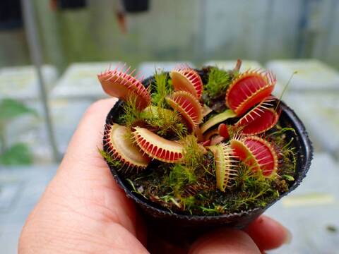 G273 1-3 Dionaea muscipula 鈴木系 実生
