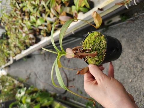 Sternocera syriaca revoili 特大 SDX207 | クローラクレーン | 製品情報 | 住友重機械建機クレーン株式