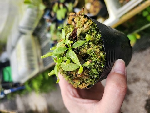 商品一覧 - Y's Exotics （山田食虫植物農園）