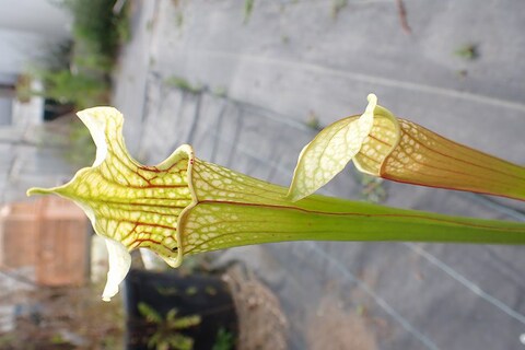 konyuji様　バラエンシス、パラディセア Sarracenia（サラセニア）の商品一覧 | Y's Exotics （山田食虫