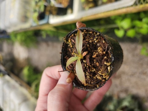 商品一覧 - Y's Exotics （山田食虫植物農園）