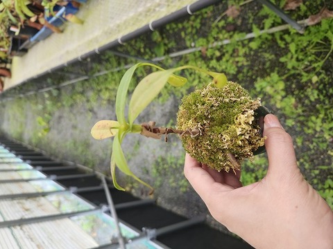 商品一覧 - Y's Exotics （山田食虫植物農園）