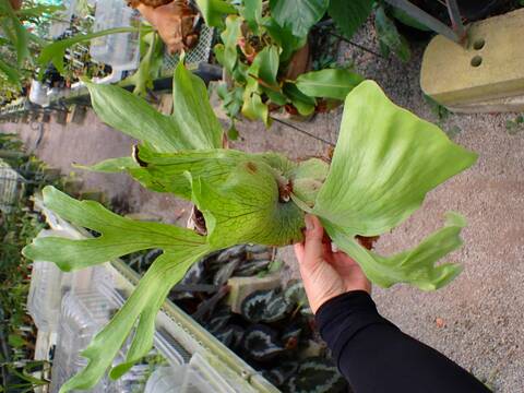 Y115 3-3 Platycerium wandae