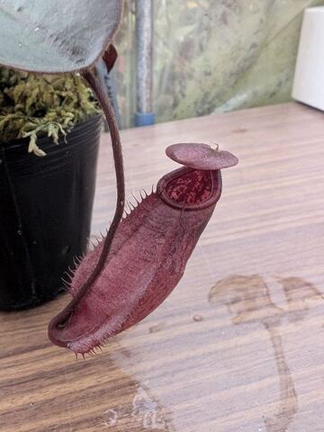 Nepenthes（ネペンテス/ウツボカズラ）の商品一覧 | Y's Exotics （山田食虫植物農園）