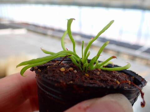 P738 2H Darlingtonia californica Y's Lab
