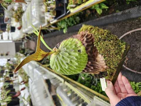 Platycerium (ビカクシダ)の商品一覧 | Y's Exotics （山田食虫植物農園）