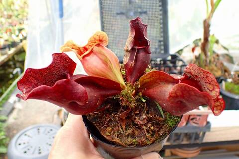 R104 1H S. purpurea ssp. venosa (伊勢花菖蒲園選別丸形株 No.16) MS