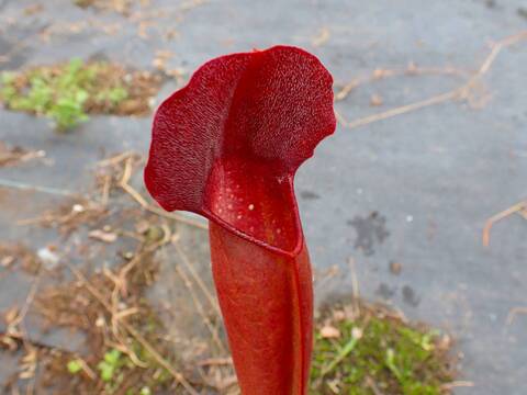 商品一覧 - Y's Exotics （山田食虫植物農園）