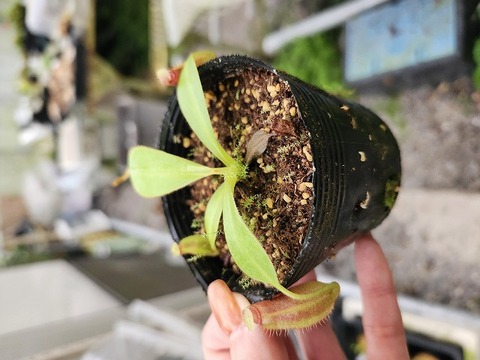 商品一覧 - Y's Exotics （山田食虫植物農園）