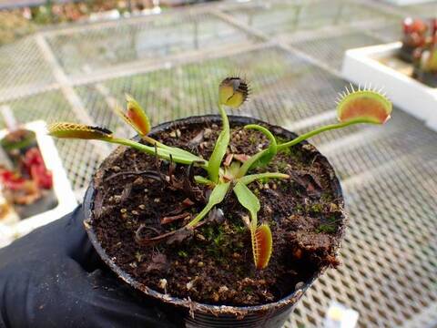 Dionaea muscipula（ハエトリソウ）の商品一覧 | Y's Exotics （山田