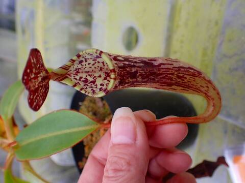 商品一覧 - Y's Exotics （山田食虫植物農園）