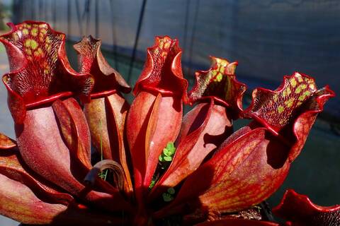 イスラヤ　イスラエンシス＋マイフェニア　抜き苗セット　速達 イスラヤ イスラエンシス＋マイフェニア 抜き苗セット 速達