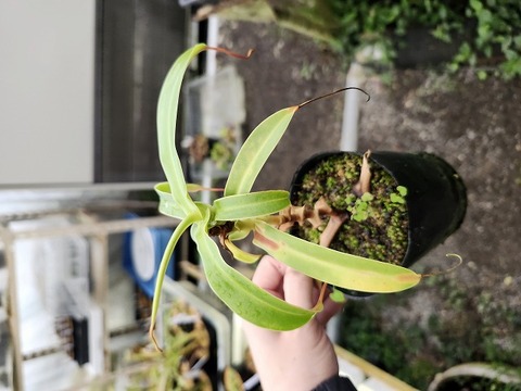 E141 1-2 N. ventricosa Cedric