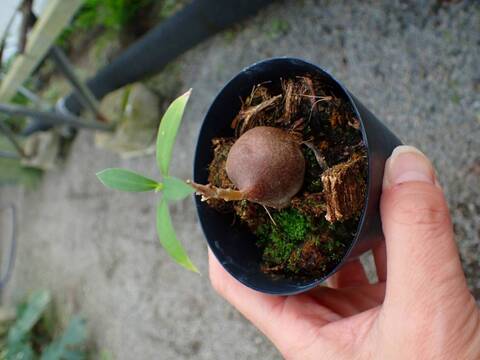 P355 3-1 Mymephytum spec. Irian jaya AW