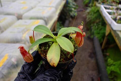 G931 1-4 N. ventricosa Mt. mayon x rajah #NNN