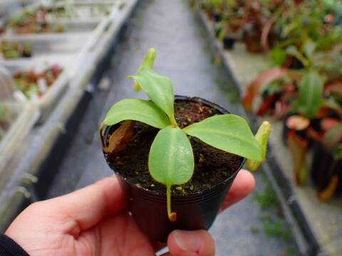 商品一覧 - Y's Exotics （山田食虫植物農園）