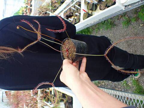 G595 4-1 D. binata 深紅