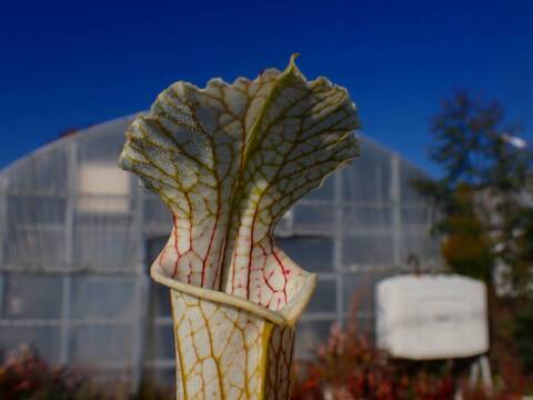 商品一覧 - Y's Exotics （山田食虫植物農園）