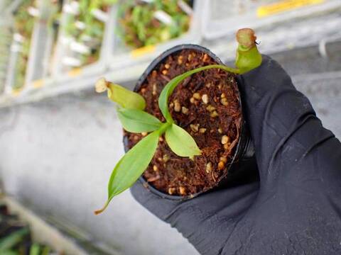 G918 5-1 N. bicalcarata Y's Lab