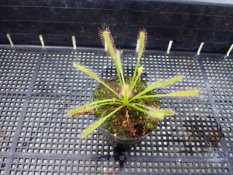 J166 4-1 D. capensis (alba)