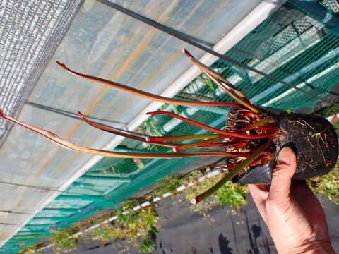 R345 S. alata f. red lid / tube TF