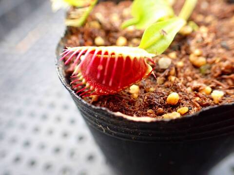 商品一覧 - Y's Exotics （山田食虫植物農園）