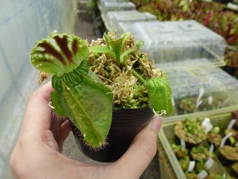 Cephalotus follicularis （セファロタス/フクロノユキノシタ）の商品