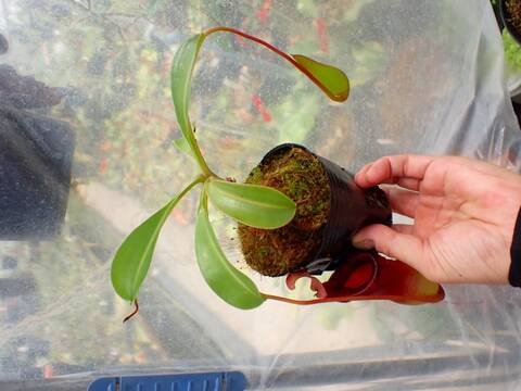 E618 1-2 N. ventricosa (N14, Liberec Botanical Garden) x lowii konan