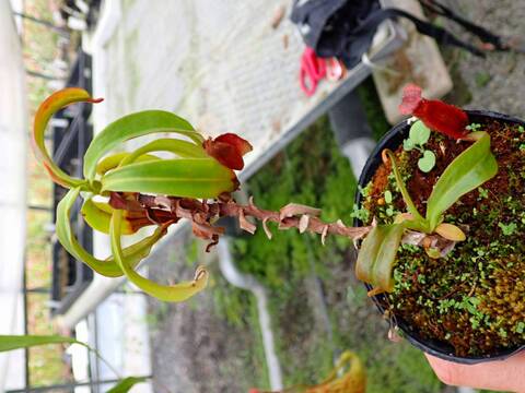 壺　実 Nepenthes（ネペンテス/ウツボカズラ）の商品一覧 | Y's Exotics