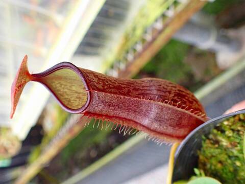 Y's Exotics （山田食虫植物農園）