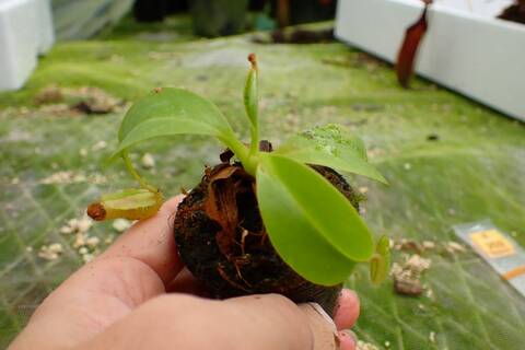 商品一覧 - Y's Exotics （山田食虫植物農園）