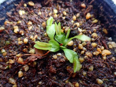 O603 5-2 Dionaea muscipula `GJ Hellcat' [BCP ID#2800] BCP