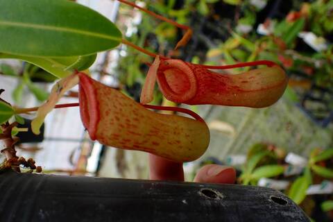 Nepenthes（ネペンテス/ウツボカズラ）の商品一覧 | Y's Exotics