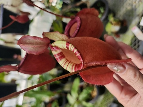 G286 3-3 N. (viking x ampullaria red) x (viking x Hookeriana) ES