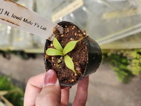 商品一覧 | Y's Exotics （山田食虫植物農園）