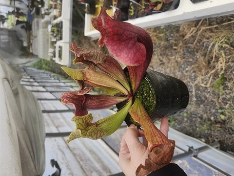 商品一覧 | Y's Exotics （山田食虫植物農園）