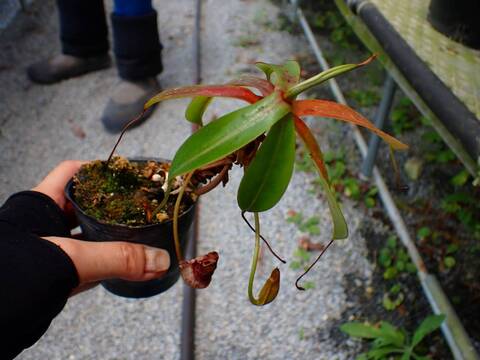 商品一覧 - Y's Exotics （山田食虫植物農園）
