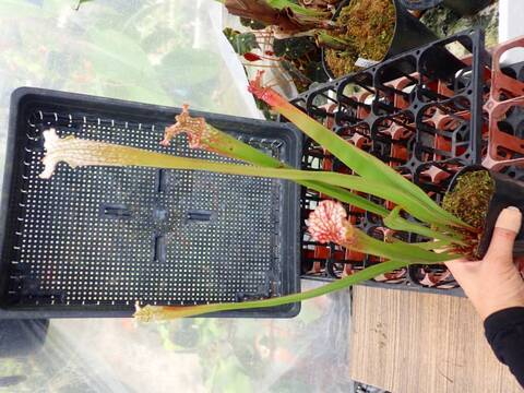 R614 1H S. Hybrid Y's