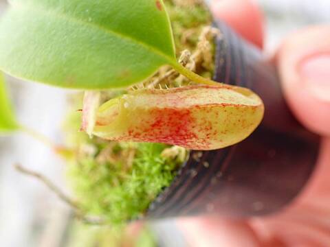Y153 5-1 N. ventricosa madja-as x rajah #NNN